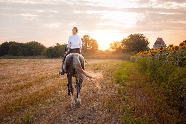 Comment planifier une croisière qui intègre des activités de soins animaliers avec des vétérinaires?