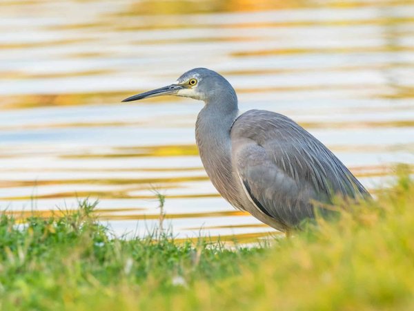 Quel est le meilleur endroit pour louer en Australie pour une expérience de la Grande Barrière de Corail?